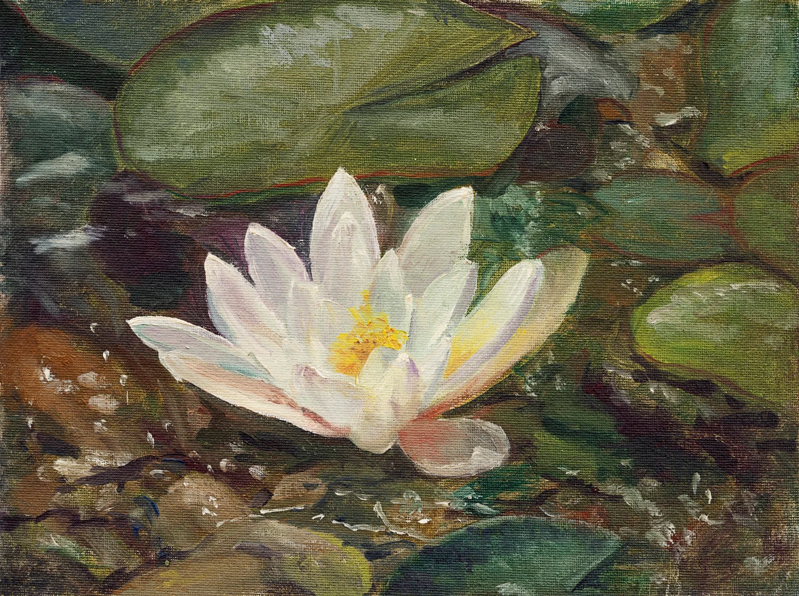 Oil painting of a single white water lily with a yellow centre open on the water among lily pads
