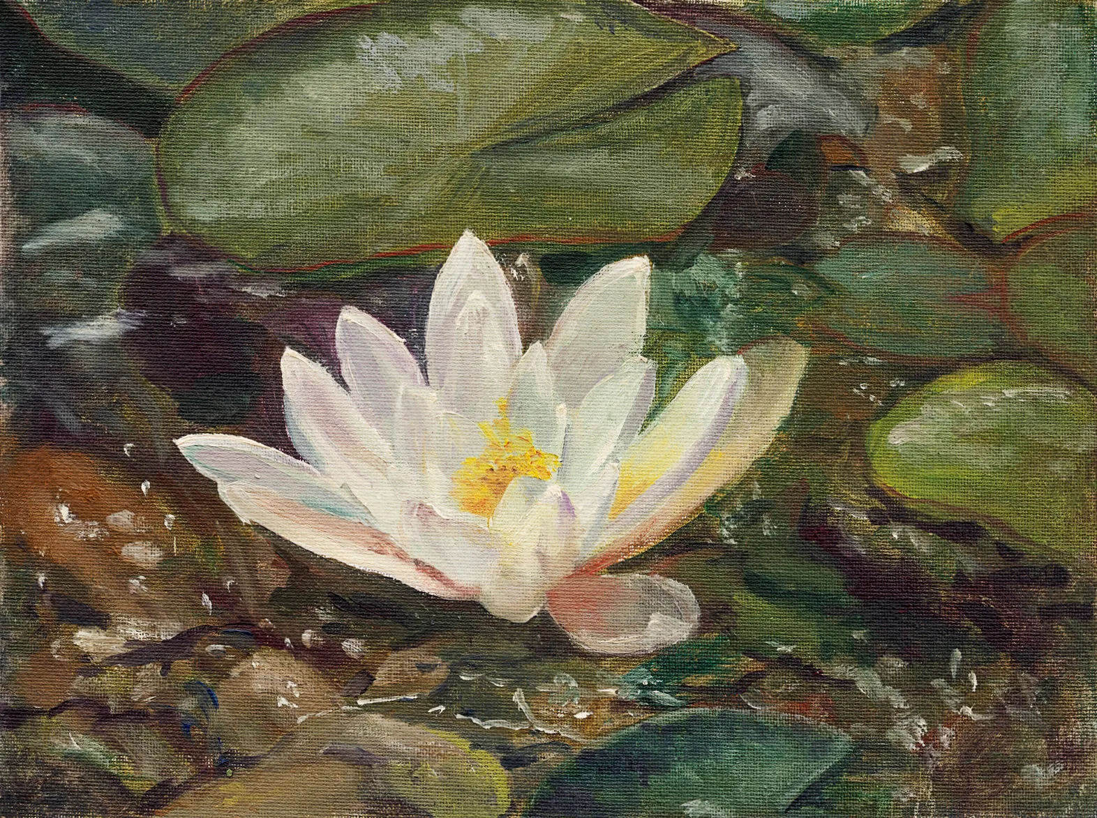 Oil painting of a single white water lily with a yellow centre open on the water among lily pads